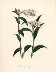 Dendrobium variete - Orquídea dendrobium de trompa longa, Dendrobium longicornu. Copiado do "Botanical Register" de Sydenham Edwards. Zincografia colorida à mão de C. Chabot, desenhada pela Sra. M. A. Burnett a partir de seu "Plantae Utiliores: ou Ilustraç