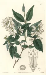 Deutzie rude, natural do Japão - Water forte de S. Watts a partir de uma ilustração de Sarah Anne Drake (1803-1857), do Botanical Register