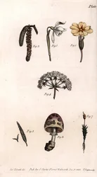 Diferentes cálices: primerose, pierce de neve, avelã, cike, erva, cogumelo e musgo. Gravura em cobre colorido, ilustração de Sydenham Edwards (1768-1819) para Conferências de Botanical, Jardim Botânico de Lambeth (Inglaterra)