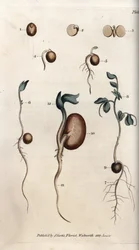 Diferentes etapas de germinação da semente de ervilha e feijão comum. Gravura em cobre colorido, ilustração de Sydenham Edwards (1768-1819) para Conferências de Botanical, Jardim Botânico de Lambeth (Inglaterra)