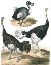 Dodô e Avestruz (aguarela)