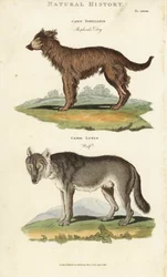 Cão e Lobo - Cão pastor, Canis familiaris, e lobo, Canis lupus. Gravura em chapa de cobre colorida à mão depois de Sydenham Edwards de John Mason Good