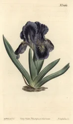 Dwarf Iris - Iris x binata (bandeira anã azul-púrpura, Iris pumila var. violacea). Gravura em chapa de cobre colorida à mão por F. Sansom Jr. após ilustração de Sydenham Edwards da revista Botanical Magazine de William Curtis, T. Curtis, Londres