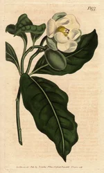 Magnólia anã, com flor branca, nativa de Cjine e Java. Magnólia anã, com flores brancas, nativa da China e de Java. Magnólia coco (Magnólia pumila). Gravura em chapa de cobre colorida à mão a partir de uma ilustração botânica de Sydenham Edwards, de Willia
