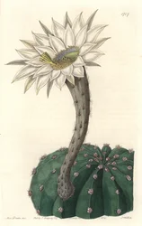 Echinocactus eyriesii, cacto florido, nativo do México - Água forte de S. Watts de uma ilustração de Sarah Anne Drake (1803-1857), do Botanical Register