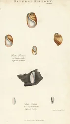 Bula elástica, Bulla resiliens, e Bulla pálida ou cilíndrica, Bulla pallida. Gravura em chapa de cobre colorida à mão após Sydenham Edwards de John Mason Good
