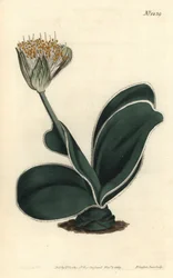 Orelha de elefante - Haemanthus albiflos, Haemanthus albiflos de flor branca. Gravura em chapa de cobre colorida à mão por F. Sansom Jr. após ilustração de Sydenham Edwards da revista Botanical Magazine de William Curtis, T. Curtis, Londres.