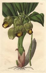 Orquídea epífita, catástrofe amarelo pálido, nativa do Brasil - Water forte de S. Watts a partir de uma ilustração de Sarah Anne Drake (1803-1857), do Botanical Register