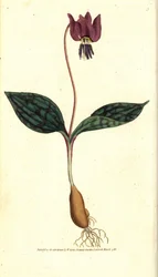 Dente de cão Erythrone (ou Satyrion vermelho) - Dente de cão violeta, Erythronium dense-canis. Gravura em chapa de cobre colorida à mão depois de uma ilustração botânica de James Sowerby da revista The Botanical Magazine de William Curtis, Lambeth Marsh, L