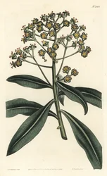 Euphorbe mellifere - Euforbia mellifera, Euphorbia mellifera. Gravura em chapa de cobre colorida à mão por F. Sansom Jr. após ilustração de Sydenham Edwards da revista Botanical Magazine de William Curtis, T. Curtis, Londres