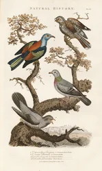Espécies de aves europeias nas árvores