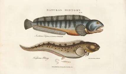Robalo legítimo e lírio vivíparo