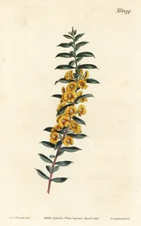 Eutaxia myrtifolia (Dillwynia obovata, Cross-leaved dillwynia). Gravura em chapa de cobre colorida à mão por F. Sansom Jr. após uma ilustração de Sydenham Edwards da revista botânica de William Curtis, T. Curtis, Londres.