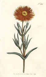 Calêndula de figo - Calêndula de figo dourada, Mesembryanthemum aureum. Gravura em chapa de cobre colorida à mão por Sansom após uma ilustração de Sydenham Edwards da revista Botanical Magazine de William Curtis, Londres