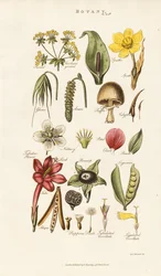 Estruturas florais e vegetais