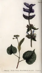 Folhas florais e buquê violeta de brácteas terminais de sálvia verde (ou sálvia hormonal) e tília. Gravura em cobre colorido, ilustração de Sydenham Edwards (1768-1819) para Conferências de Botanical, Jardim Botânico de Lambeth (Inglaterra)