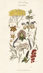 Arranjos de flores e frutas