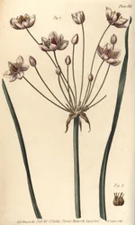 A floração é apressada, Butomus umbellatus, Hexagynia, hermafrodita flor 1 e pistilla 2. Gravura em chapa de cobre colorida à mão por F. Sansom de uma ilustração botânica de Sydenham Edwards para as Palestras de Botânica de William Curtis, conforme entregu