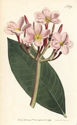 Frangipani - Frangipani ou plumeria vermelha, Plumeria rubra. Gravura em chapa de cobre colorida à mão por Sansom após ilustração de Sydenham Edwards da revista Botanical Magazine de William Curtis, Londres.
