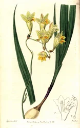 Freesia refracta (Reflex tritonia, Tritonia refracta). Gravura em chapa de cobre colorida à mão por Smith depois de uma ilustração botânica de Sydenham Edwards do The Botanical Register, Ridgway, Londres