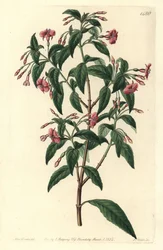 Fuschia variete - Fúcsia com haste, Fúcsia bacillaris. Híbrido natural entre Fuchsia microphylla subsp. microphylla e Fuchsia thymifolia subsp. thymifolia. Gravura em chapa de cobre colorida à mão por S. Watts depois de uma ilustração de Sarah Drake de Syd