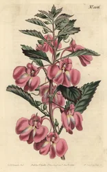Bálsamo de Jardim - Bálsamo de Jardim, Bálsamo Impatiens bálsamo, Impatiens coccinea. Gravura em chapa de cobre colorida à mão por F. Sansom Jr. após ilustração de Sydenham Edwards da revista Botanical Magazine de William Curtis, T. Curtis, Londres