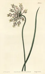 Alho inclinado - Cebola de rabanete, alho-porro de senhora ou alho com lombos, Allium cernuum. Gravura em chapa de cobre colorida à mão por F. Sansom Jr. depois de uma ilustração de Sydenham Edwards da revista Botanical Magazine de William Curtis, T. Curti