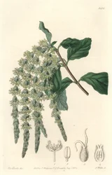 Garrya com folhas elípticas ou bolotas sedosas ou arbusto de urso - Água forte por S. Watts a partir de uma ilustração de Sarah Anne Drake (1803-1857), do Botanical Register