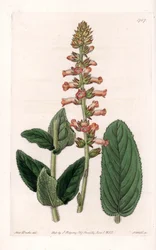 Genera Variete - Placa gravada por S.Watts, a partir de uma ilustração de Sarah Anne Drake (1803-1857), do Botanical Register of Sydenham Edwards (1768-1819), Inglaterra
