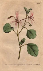 O gerânio tem folha de alecrim, com flores com veias de rosa, nativas da África do Sul. A conta do guindaste de sorrel com flores com veias cor-de-rosa. Um nativo do Cabo, África do Sul. Pelargonium acetosum. Gravura em chapa de cobre colorida à mão a part