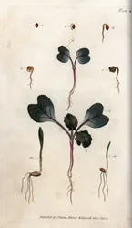 Germinação de sementes de rabanete, trigo-mole e cevada-comum. Gravura em cobre colorida, ilustração de Sydenham Edwards (1768-1819) para Conferences of Botanical, Jardim Botânico de Lambeth (Inglaterra)