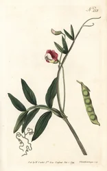 Gesse climene - Ervilhaca Espanhola, Lathyrus clymenum (Lathyrus articulatus, Lathyrus articulatus). Gravura em chapa de cobre colorida à mão por Sansom após uma ilustração de Sydenham Edwards da revista Botanical de William Curtis, Londres