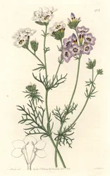 Gilia tricolor, branca e roxa, nativa da Califórnia - S. Watts água forte de uma ilustração de Sarah Anne Drake (1803-1857), do Botanical Register
