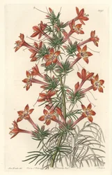 Gilie a coronope leaf ou Ipomopside elegante - Water forte de S. Watts a partir de uma ilustração de Sarah Anne Drake (1803-1857), do Botanical Register