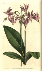 Giroselle da Virgínia - American cowslip ou Mead