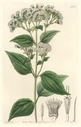 Glandular eupatorium, nativo do México - S. Watts água forte de uma ilustração de M. Mart, do Botanical Register