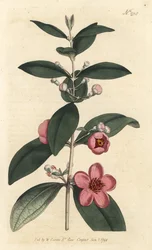 Groselha - Murta rosa, Rhodomyrtus tomentosa (Murta lanosa, Murta mirto tomentosa). Gravura em chapa de cobre colorida à mão por Sansom após uma ilustração de Sydenham Edwards da revista Botanical Magazine de William Curtis, Londres
