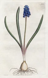 Litografia de jacinto de uvas de Sydenham Edwards (1768-1819), prato da revista Botanical de William Curtis (1746-1799)
