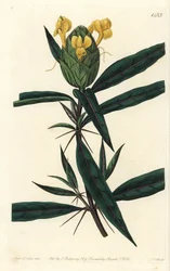 Taco de relva - Barleria de lupulina, Barleria lupulina. Gravura em chapa de cobre colorida à mão por S. Watts após uma ilustração de Sarah Drake do Sydenham Edwards