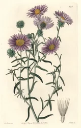 Gray Aster, originalmente da Califórnia - S. Watts Strong Water, de uma ilustração de Sarah Anne Drake (1803-1857), do Botanical Register