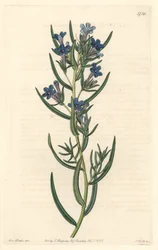 Gremil a rosemary leaves, nativo da Sicília - Water forte de S. Watts, de uma ilustração de Sarah Anne Drake (1803-1857), do Botanical Register