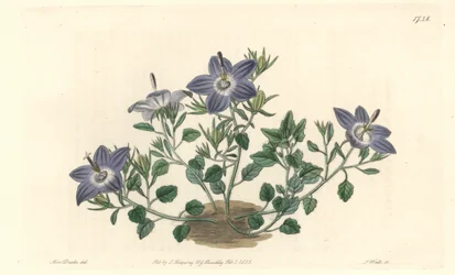 Campanha com folhas de cabelo, nativa da Itália - Água forte de S. Watts de uma ilustração de Sarah Anne Drake (1803-1857), do Botanical Register