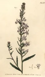 Heath lobelia, Lobelia urens, Polygamia monogamia. Gravura em chapa de cobre colorida à mão por F. Sansom de uma ilustração botânica de Sydenham Edwards para as Palestras de Botânica de William Curtis, conforme entregue no Jardim Botânico de Lambeth.
