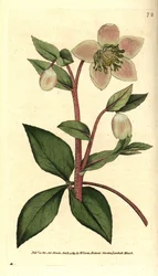 Heléboro lívido ou preto - Heléboro lívido ou púrpura, Helleborus lividus. Gravura em cobre colorida à mão, segundo uma ilustração botânica de James Sowerby, de The Botanical Magazine de William Curtis, Lambeth Marsh, Londres