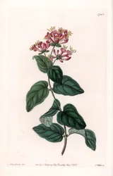 Herb variete - Placa gravada por S.Watts, a partir de uma ilustração de Sarah Anne Drake (1803-1857), do Botanical Register of Sydenham Edwards (1768-1819), Inglaterra