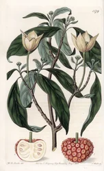 Himalayan Dogwood - Quadro gravado por S.Watts, de uma ilustração de Sarah Anne Drake (1803-1857), do Botanical Register of Sydenham Edwards (1768-1819), Inglaterra