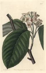 Cinzas do Himalaia - S. Watts Strong Water de uma ilustração de Sarah Anne Drake (1803-1857), do Botanical Register