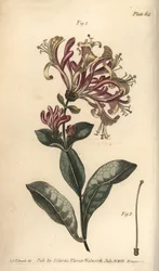 Madressilva, Lonicera caprifolium, Monogynia. Gravação em chapa de cobre colorida à mão por F. Sansom de uma ilustração botânica de Sydenham Edwards para as Palestras de Botânica de William Curtis, conforme entregue no Jardim Botânico de Lambeth