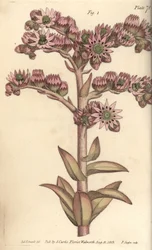 Houseleek, Sempervivum tectorum, Dodecagynia, flor hermafrodita com 12 pistilla. Gravura em chapa de cobre colorida à mão por F. Sansom de uma ilustração botânica de Sydenham Edwards para as Palestras de Botânica de William Curtis, conforme entregue no Jar