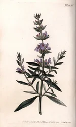Hyssop ou hissop officinal. Gravura em cobre colorido, ilustração de Sydenham Edwards (1768-1819) para Conferências de Botanical, Jardim Botânico de Lambeth (Inglaterra)